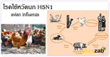 ไข้หวัดนก H5N1 โรคติดต่อ โรคระบาด