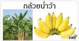 กล้วยน้ำว้า สมุนไพร ผลไม้ สรรพคุณของกล้วยน้ำว้า